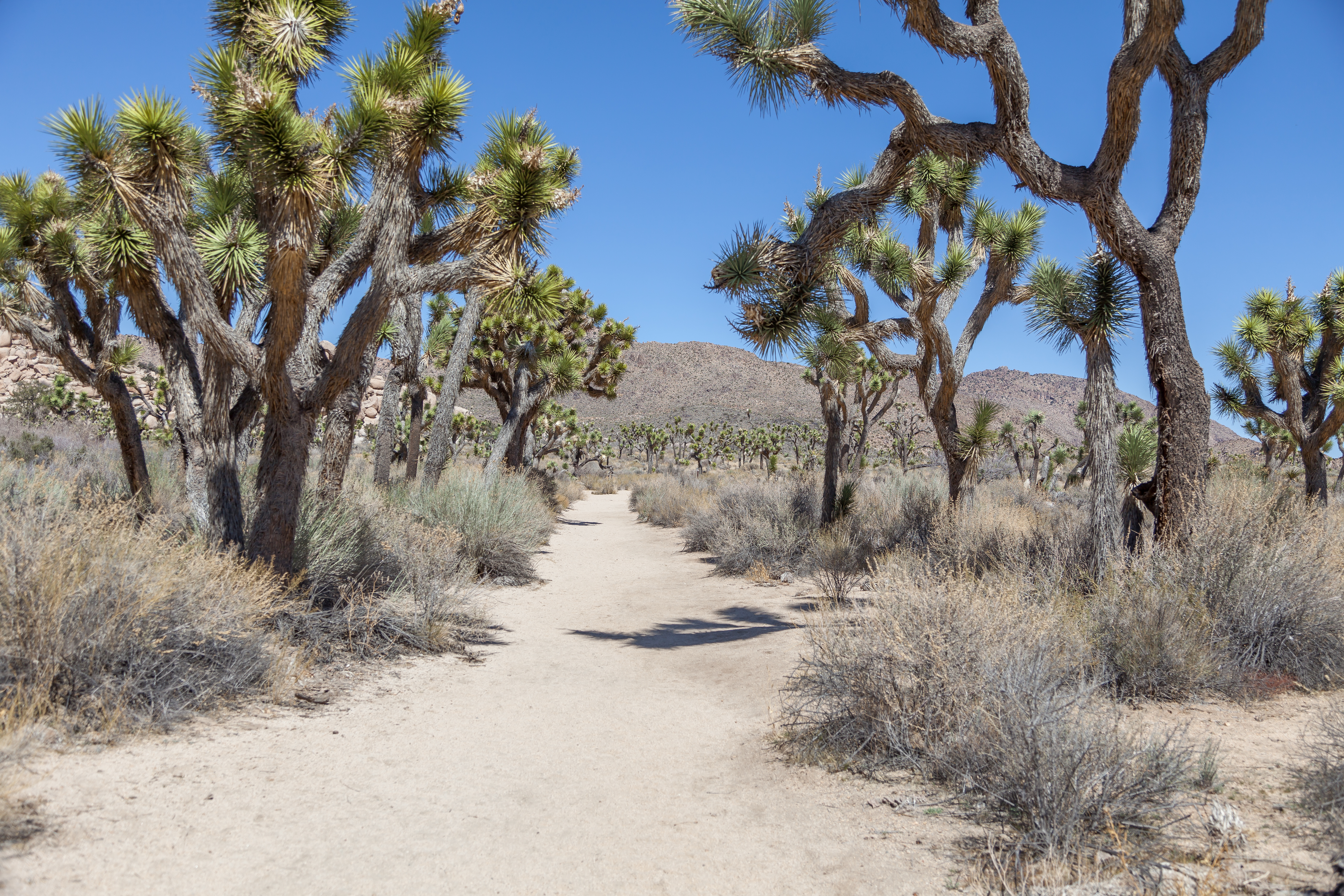 a pretty trail surrounded by joshua trees