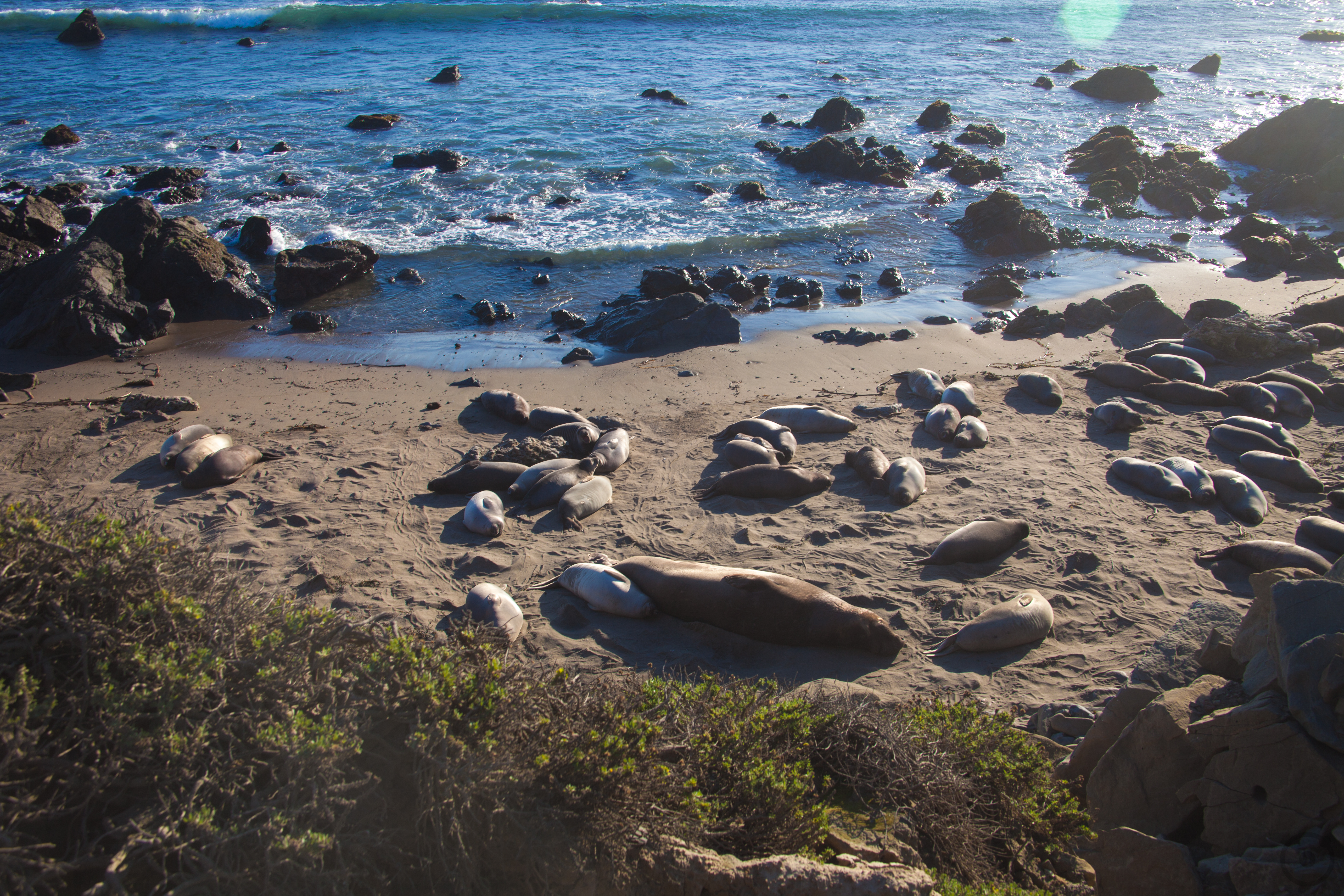 Elephant seals weaning pups