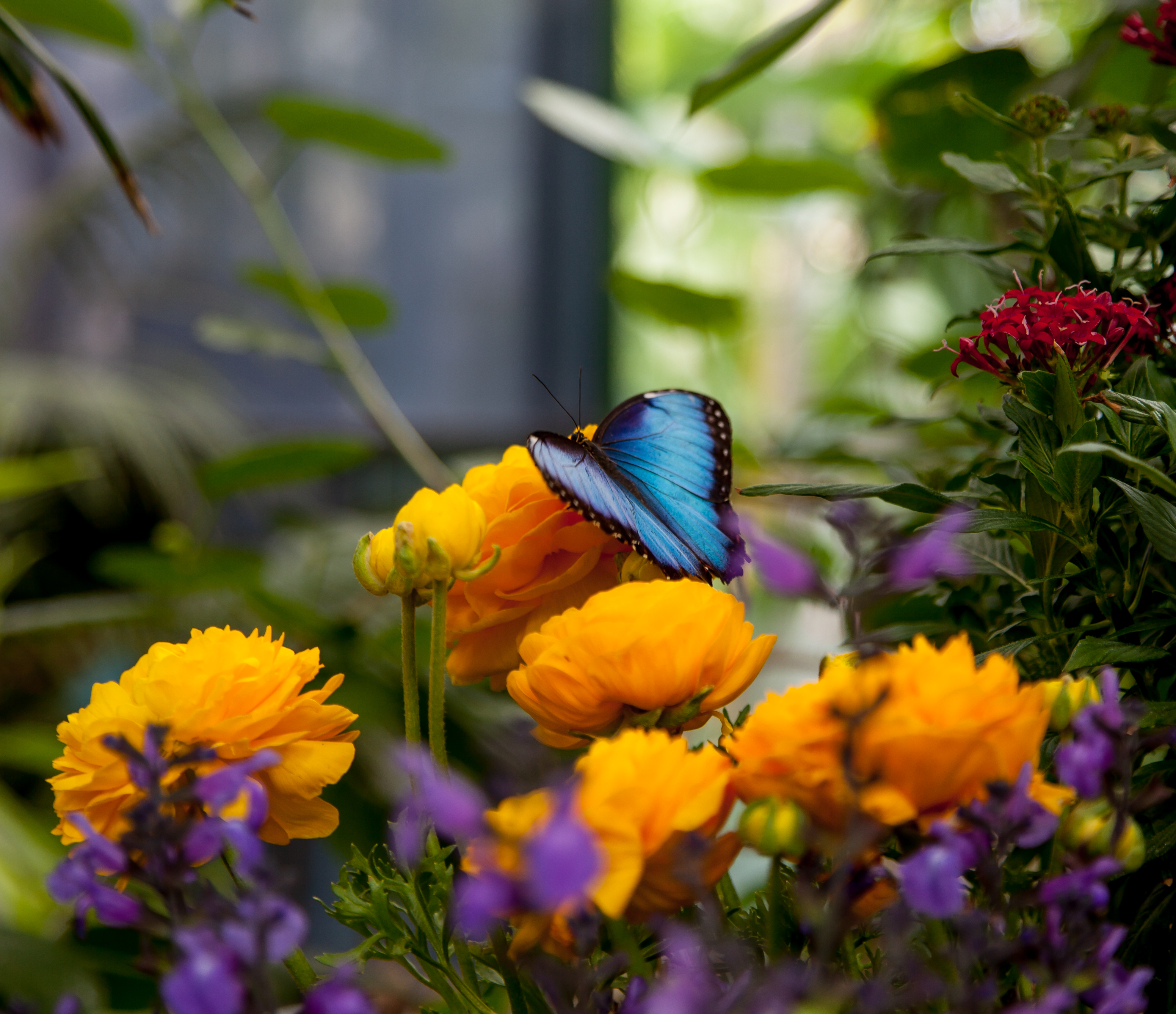 a blue butterfly