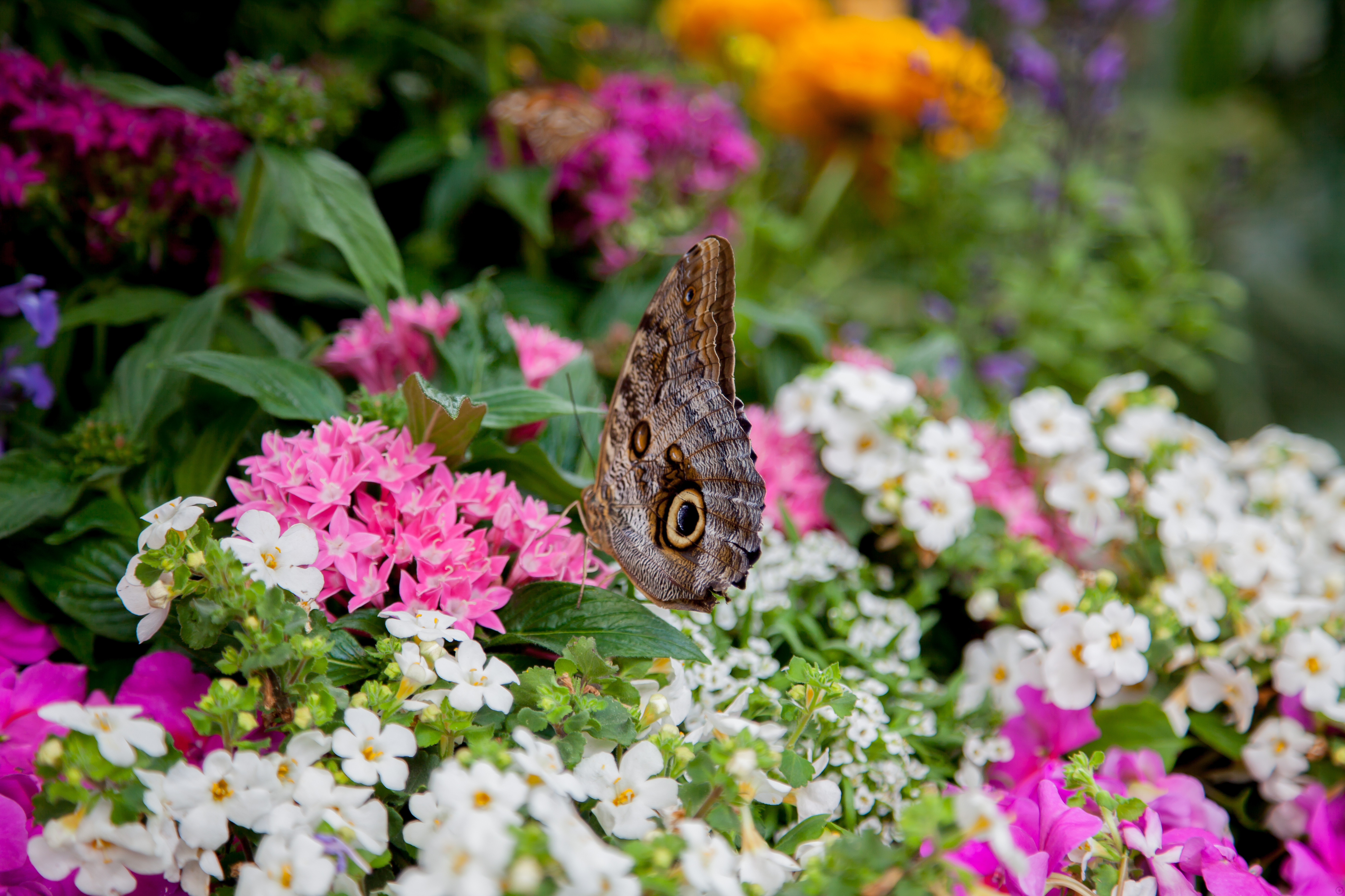 a brown butterfly