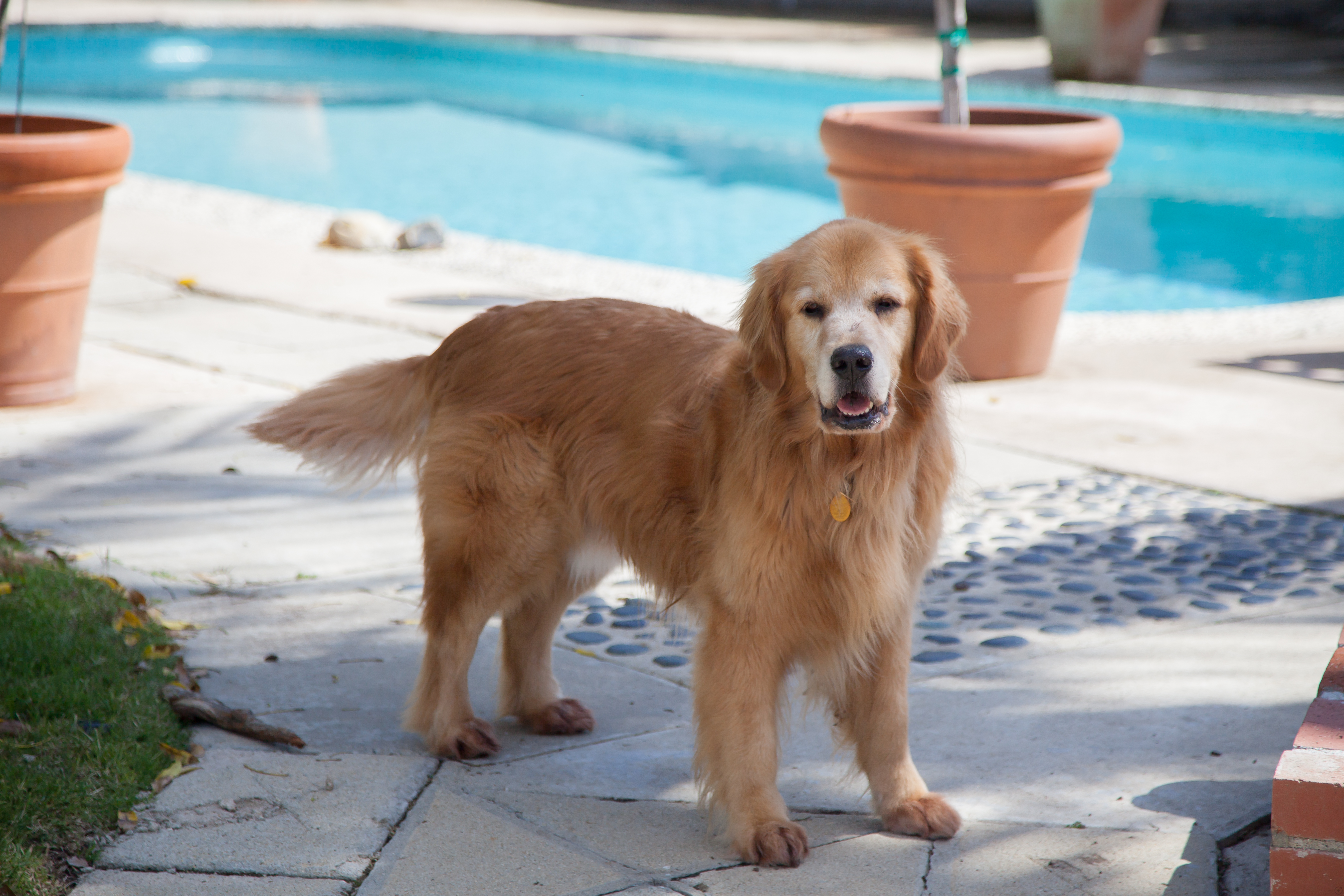 Captain the dog near a pool