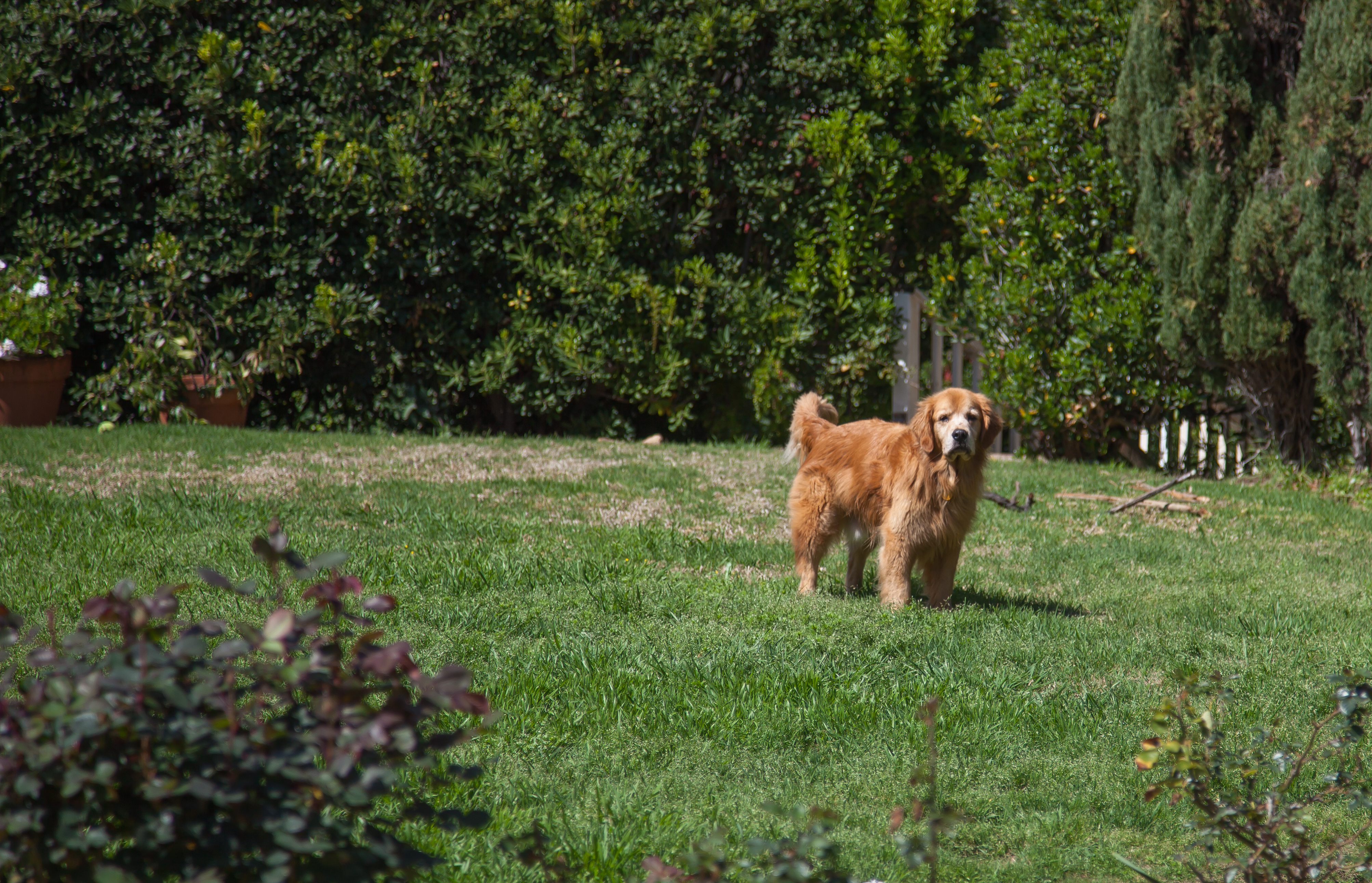 Captain the dog standing in a lawn