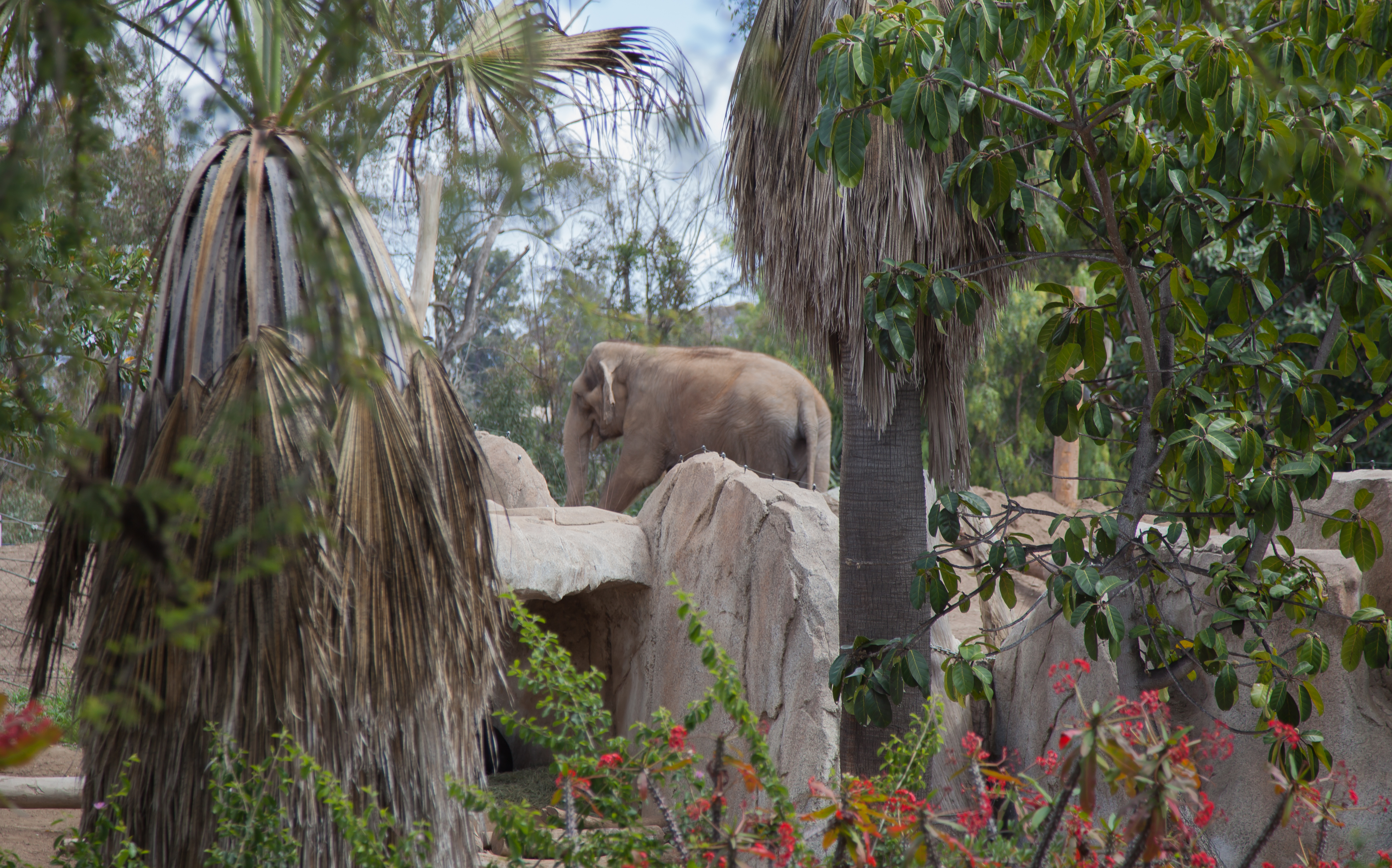 an elephant