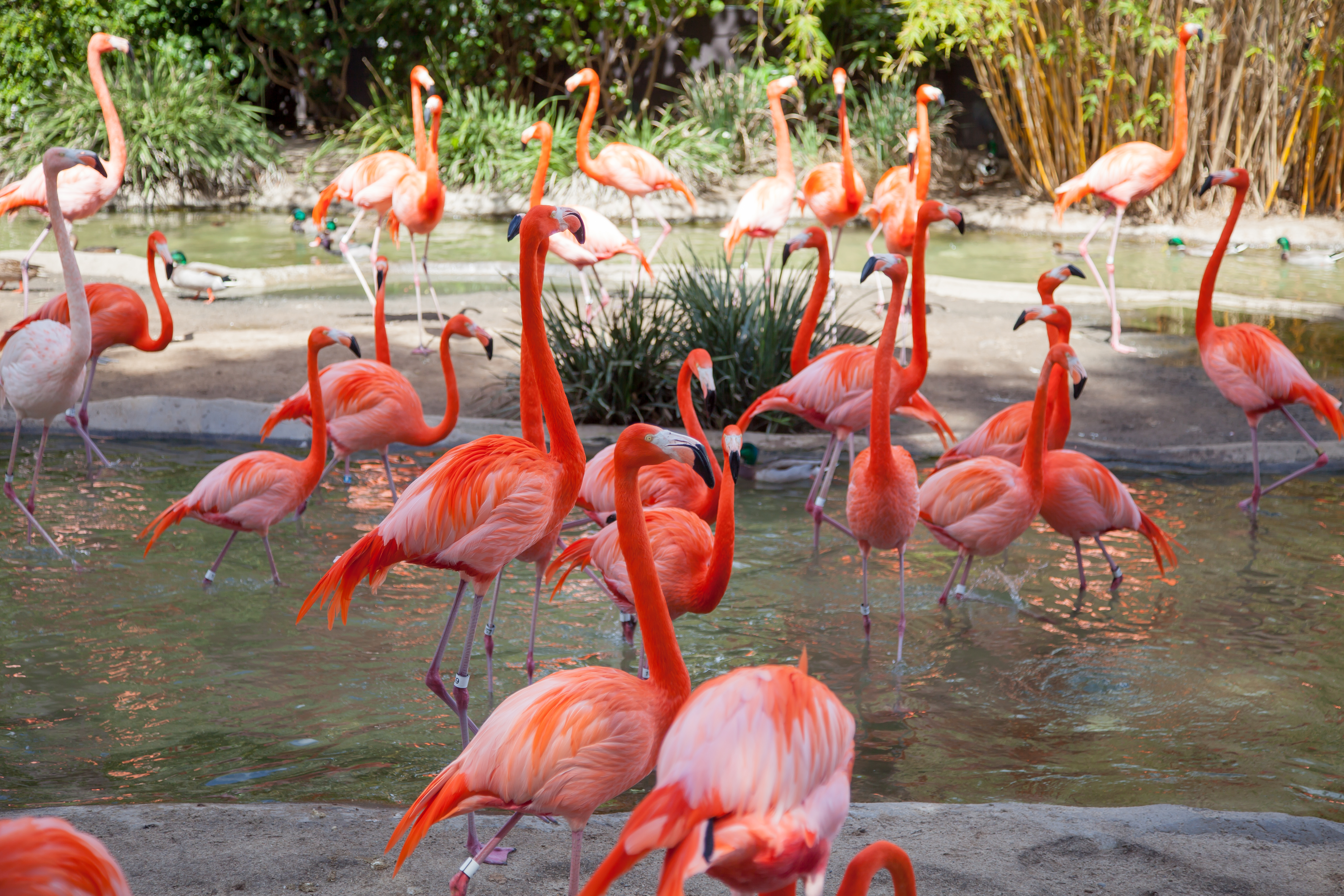 many flamingos