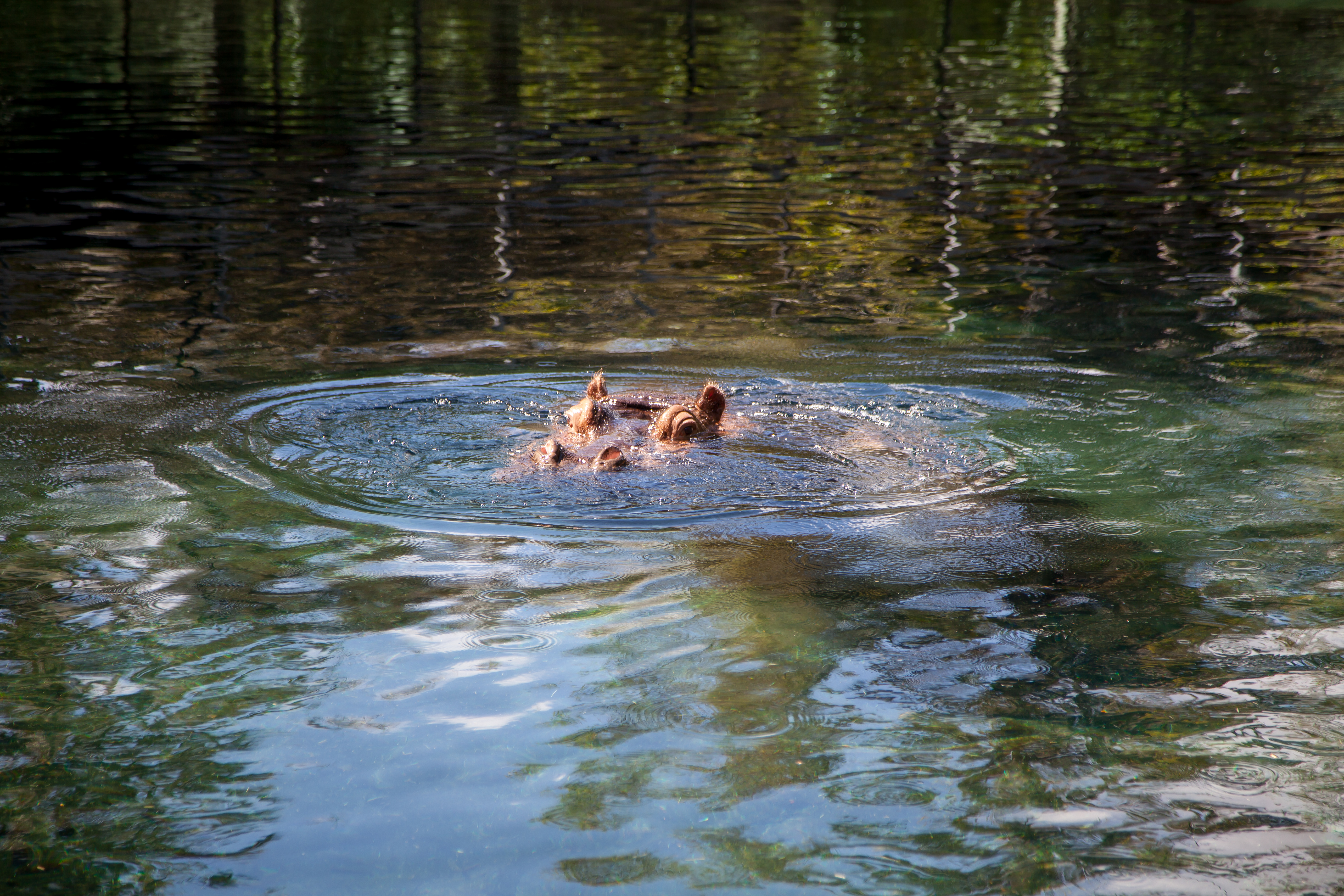 a hippo