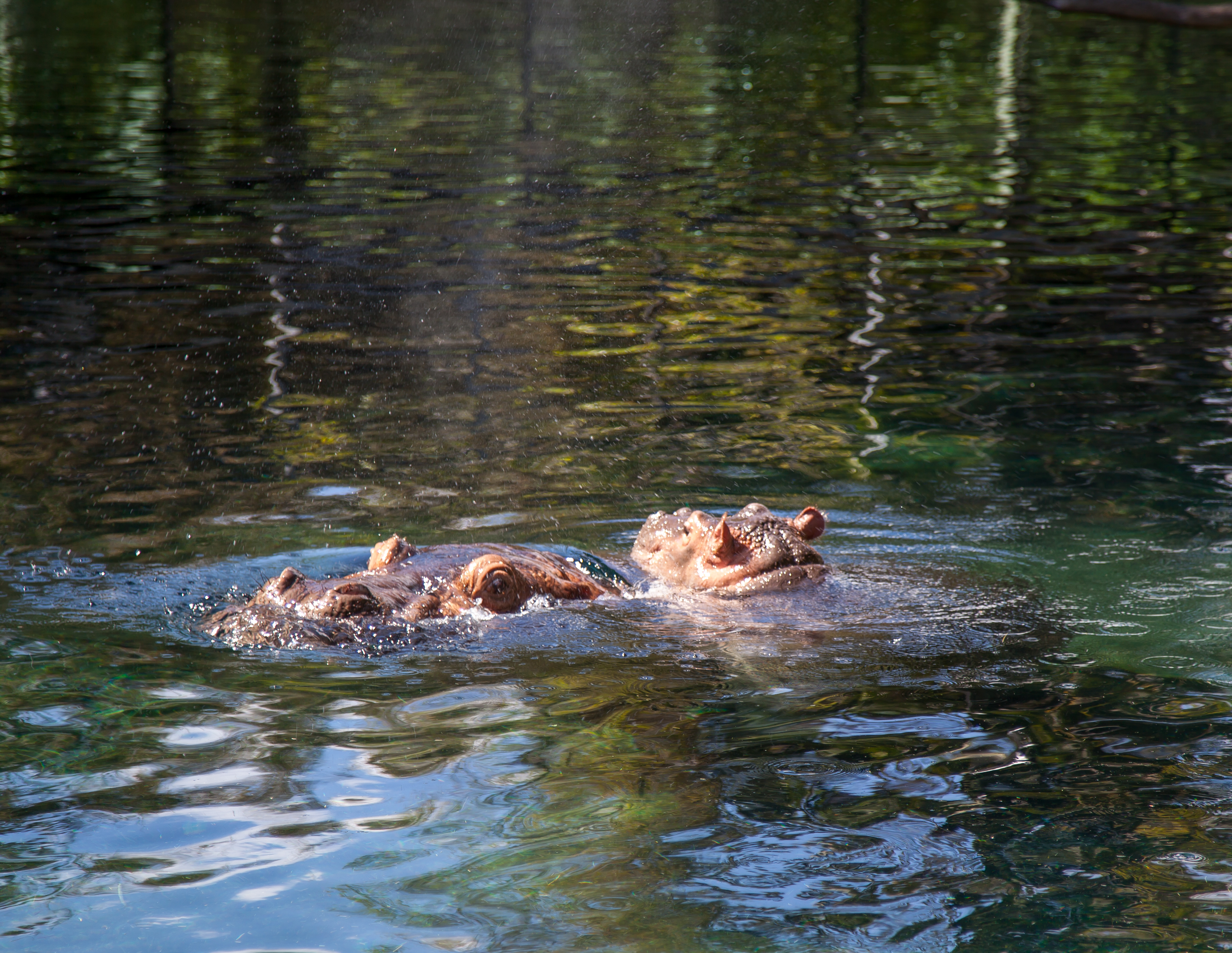 hippos