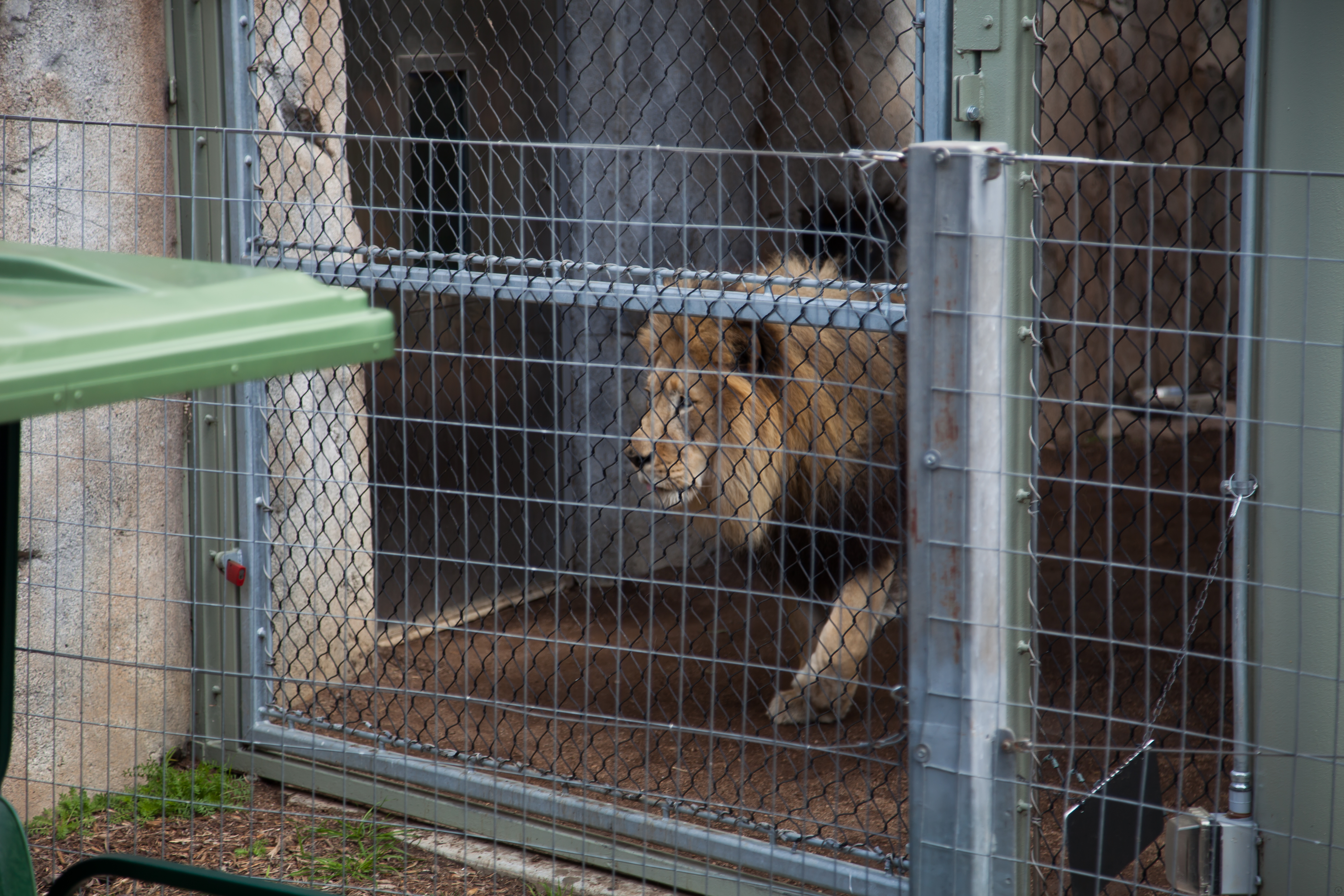 a lion in a cage