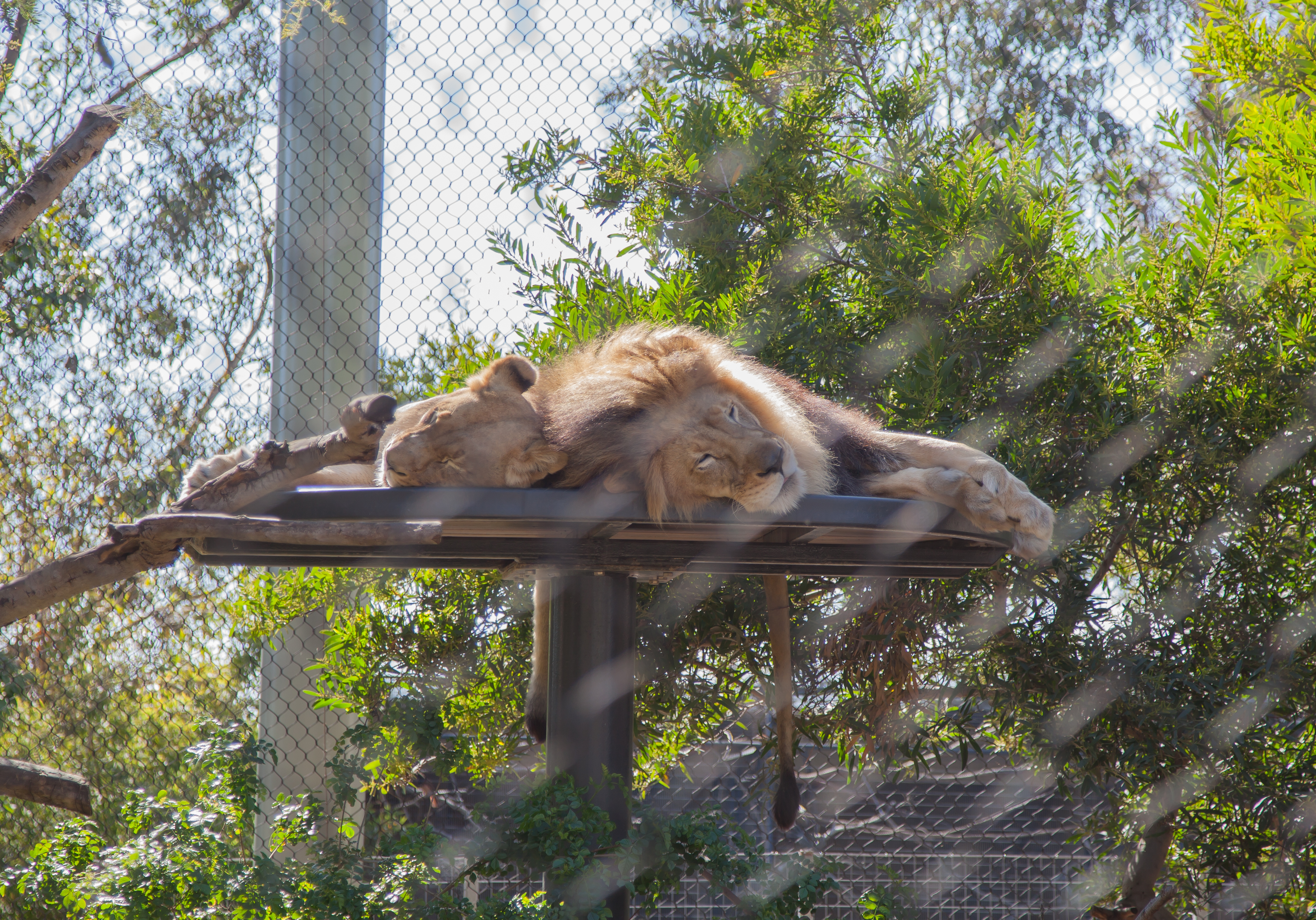 lions sleeping