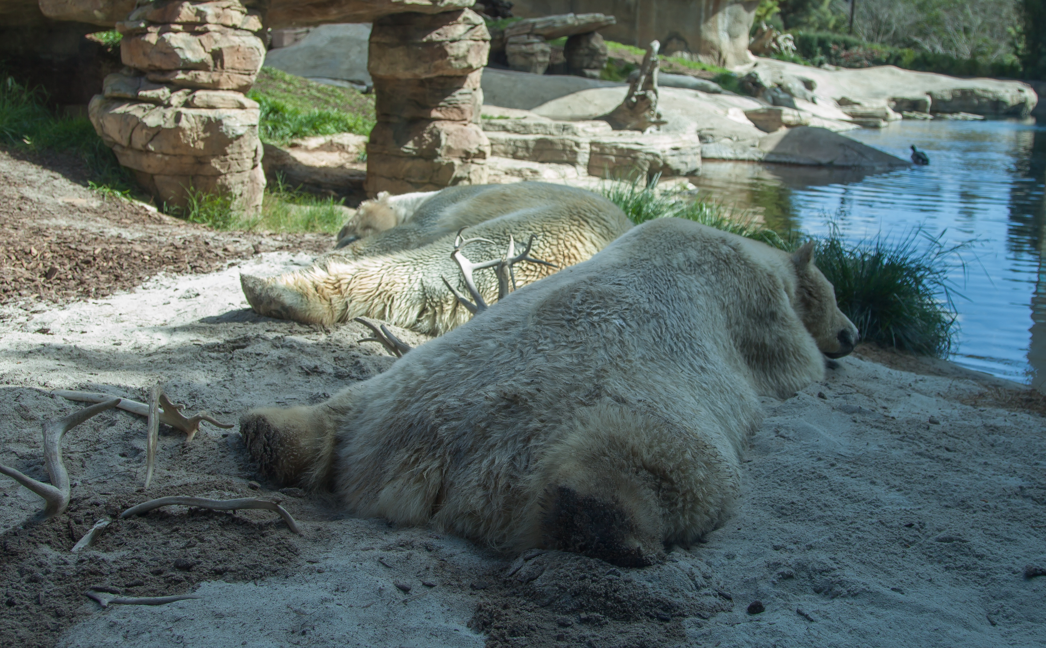 a polar bear butt