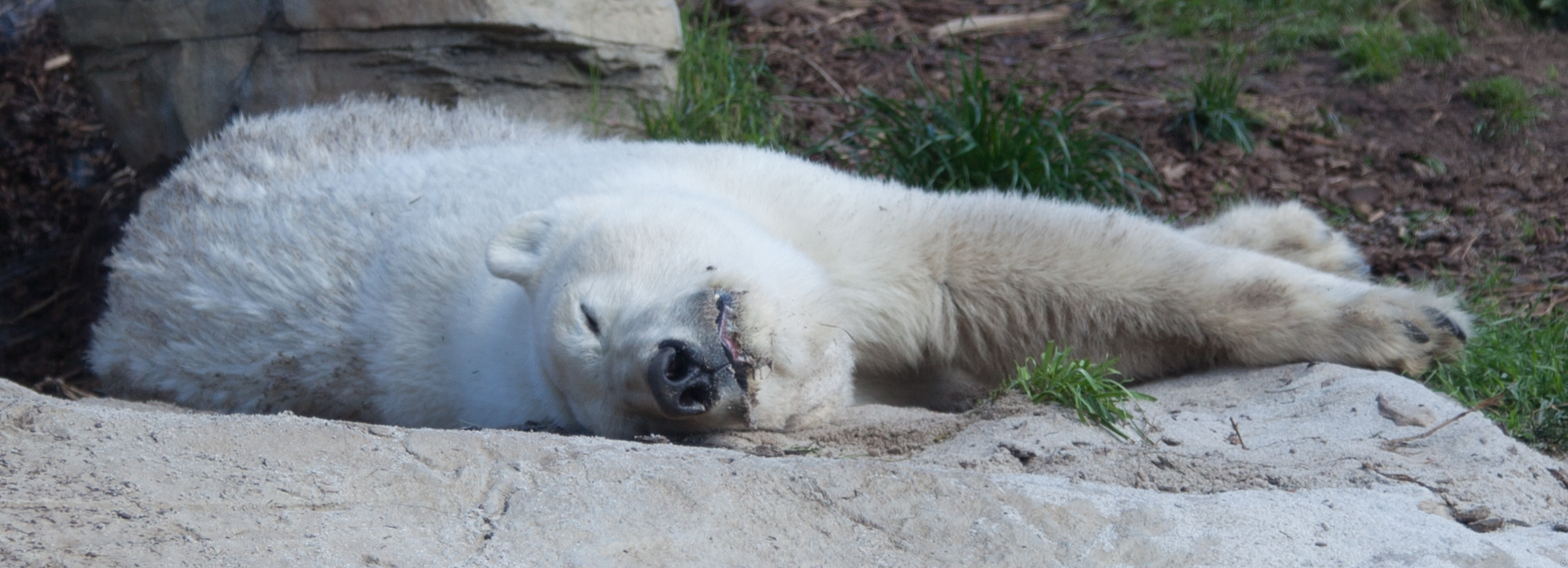 polar bear sleeping