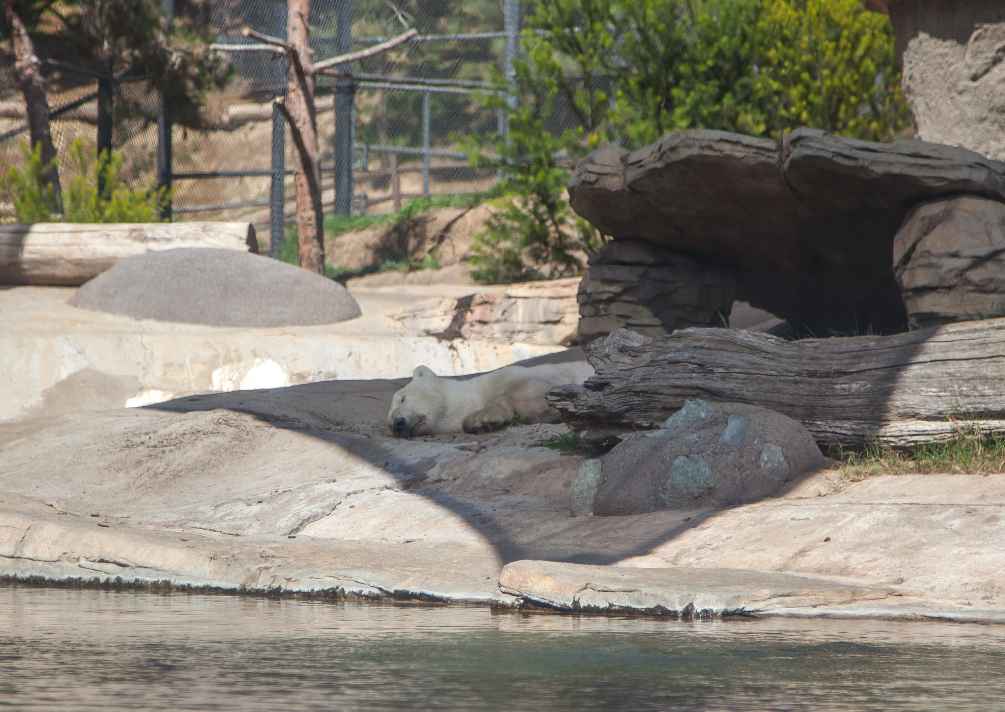 a polar bear napping in shade