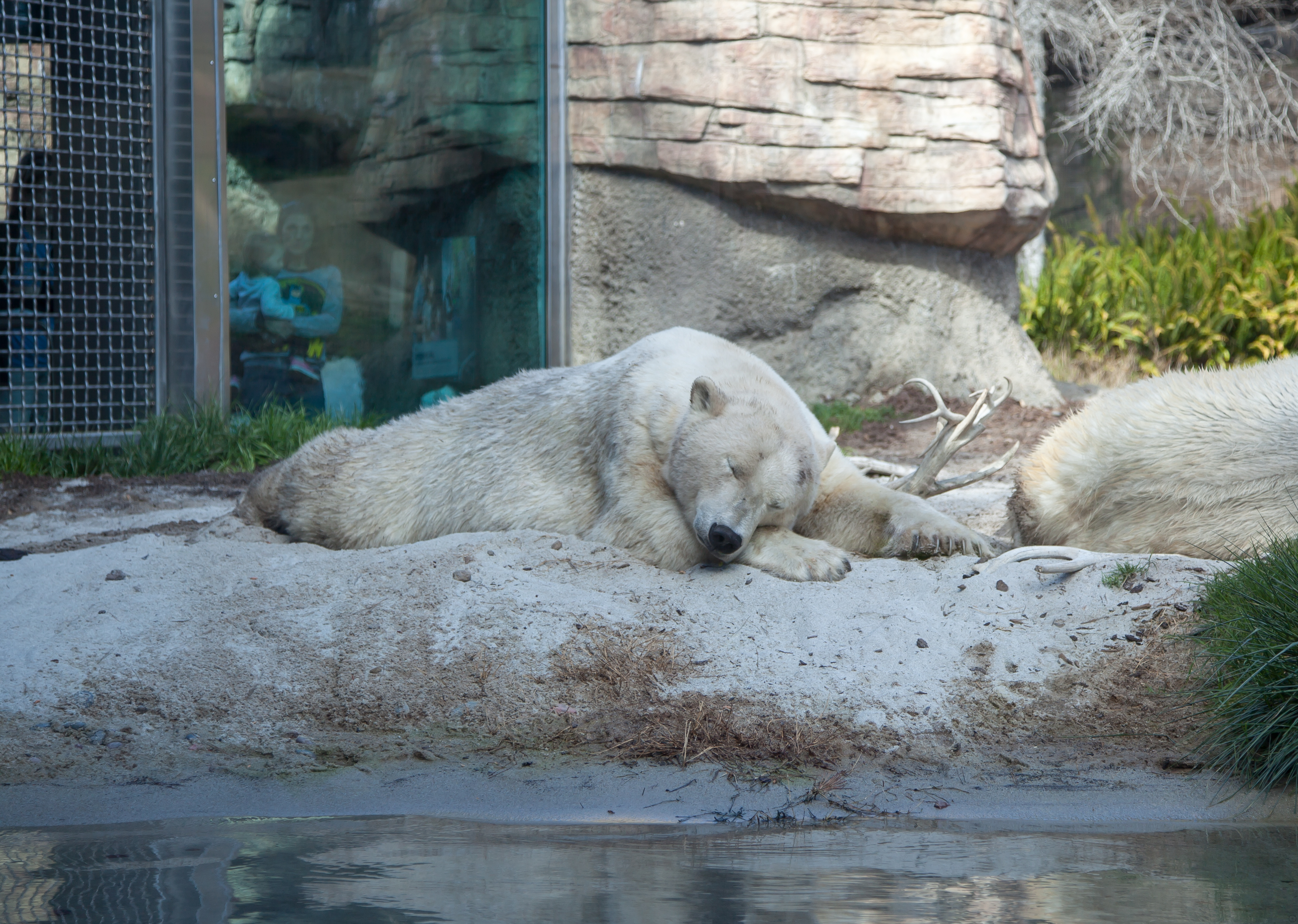 sleeping polar bears