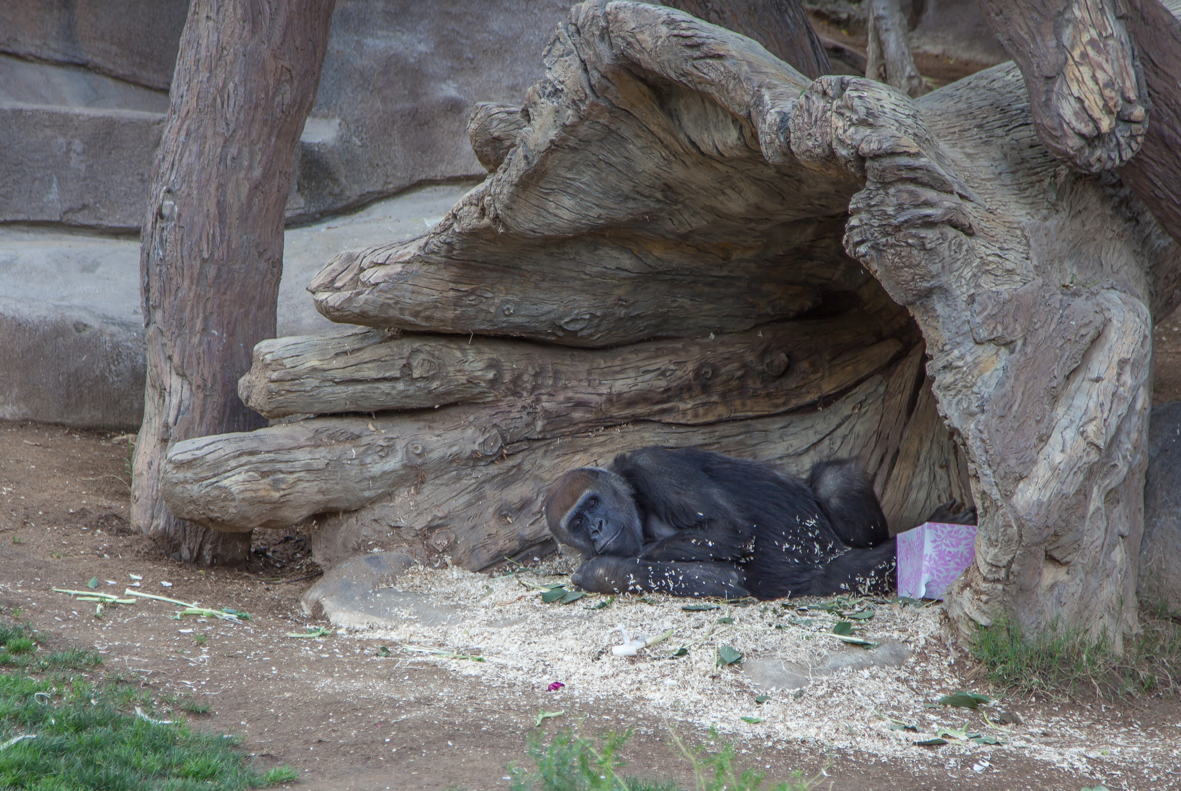 a sleepy gorilla