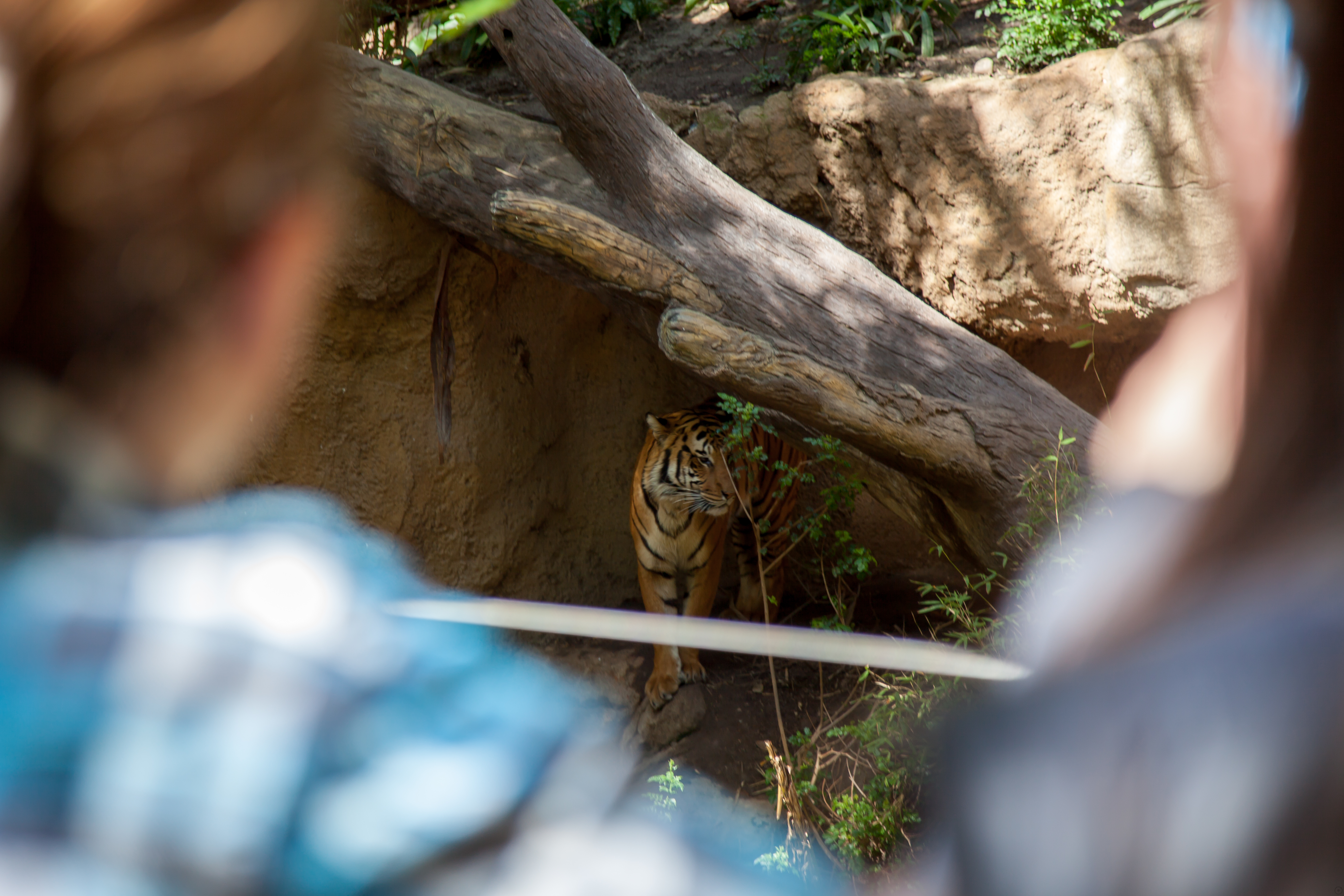 a tiger