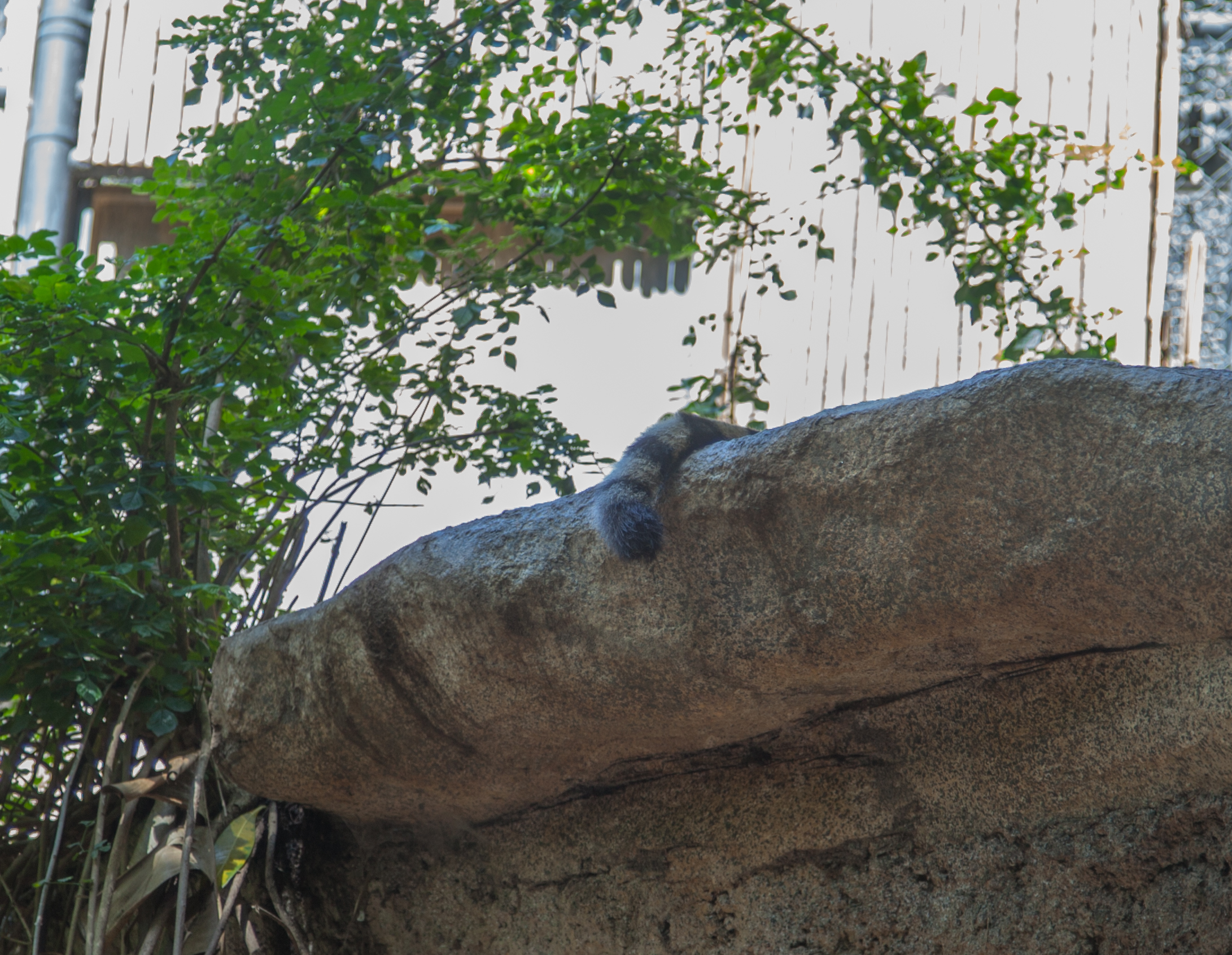 the tail of a tiger poking out over a rock