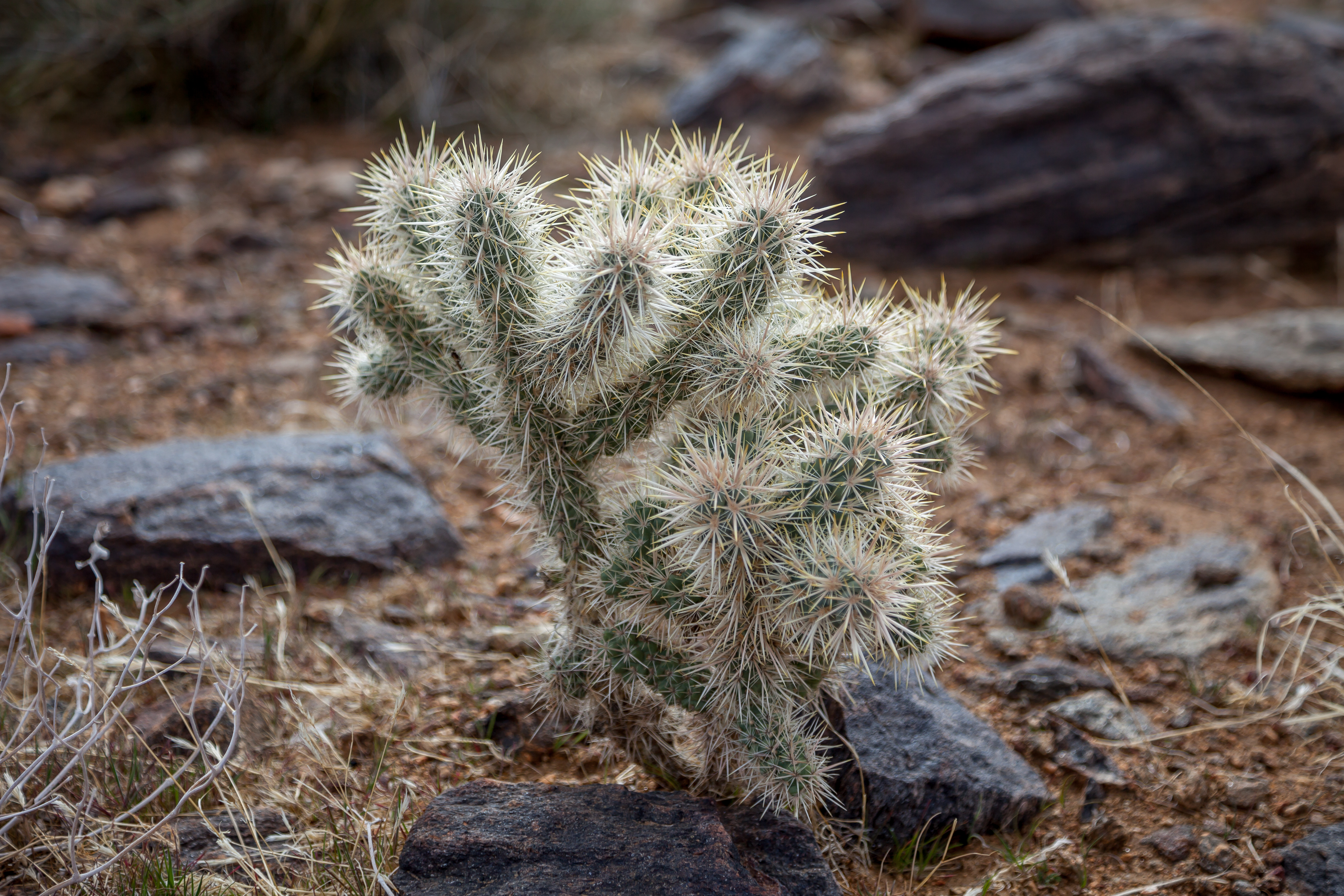 a cactus in Joshua Tree National Park