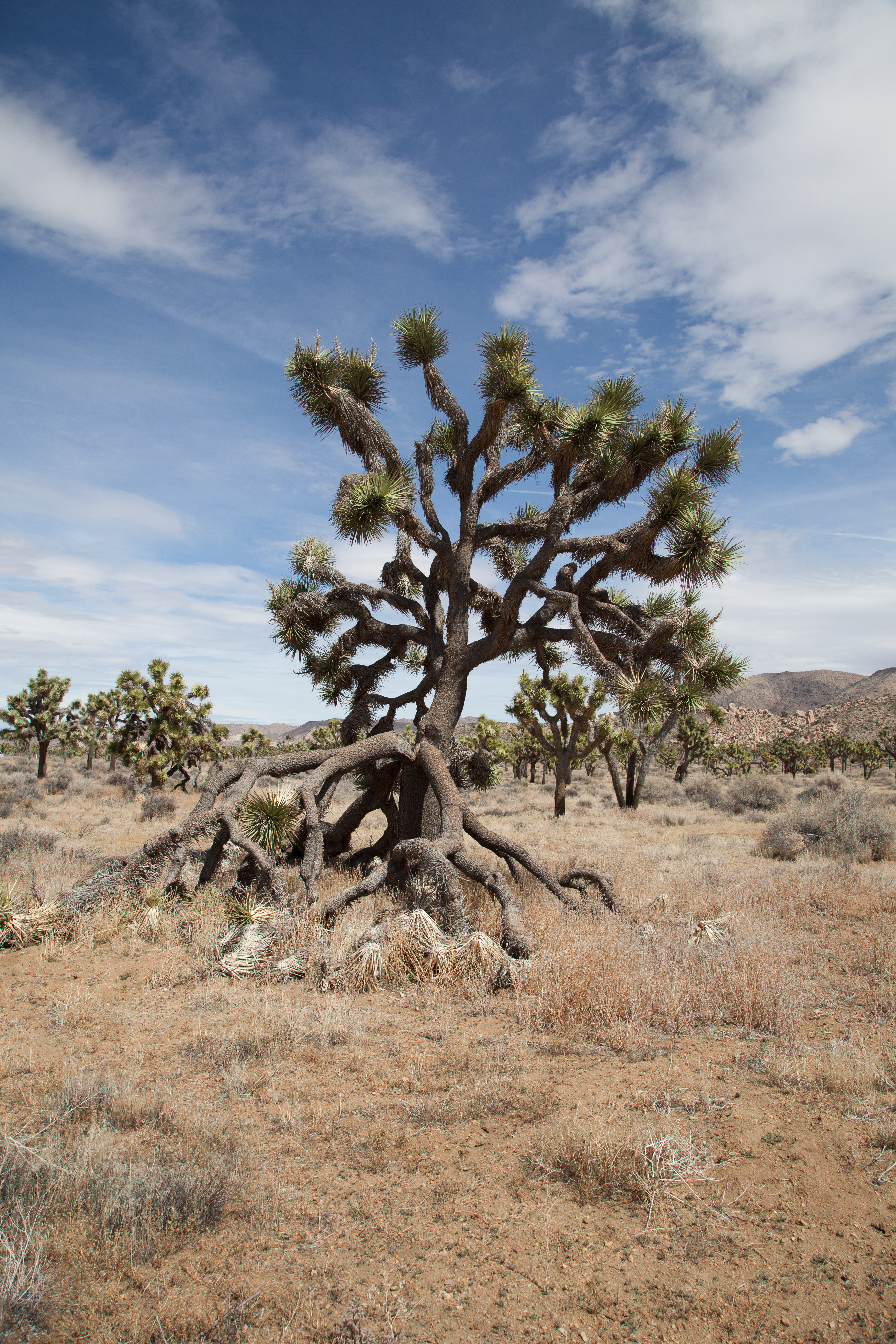 a gigantic collapsing Joshua tree