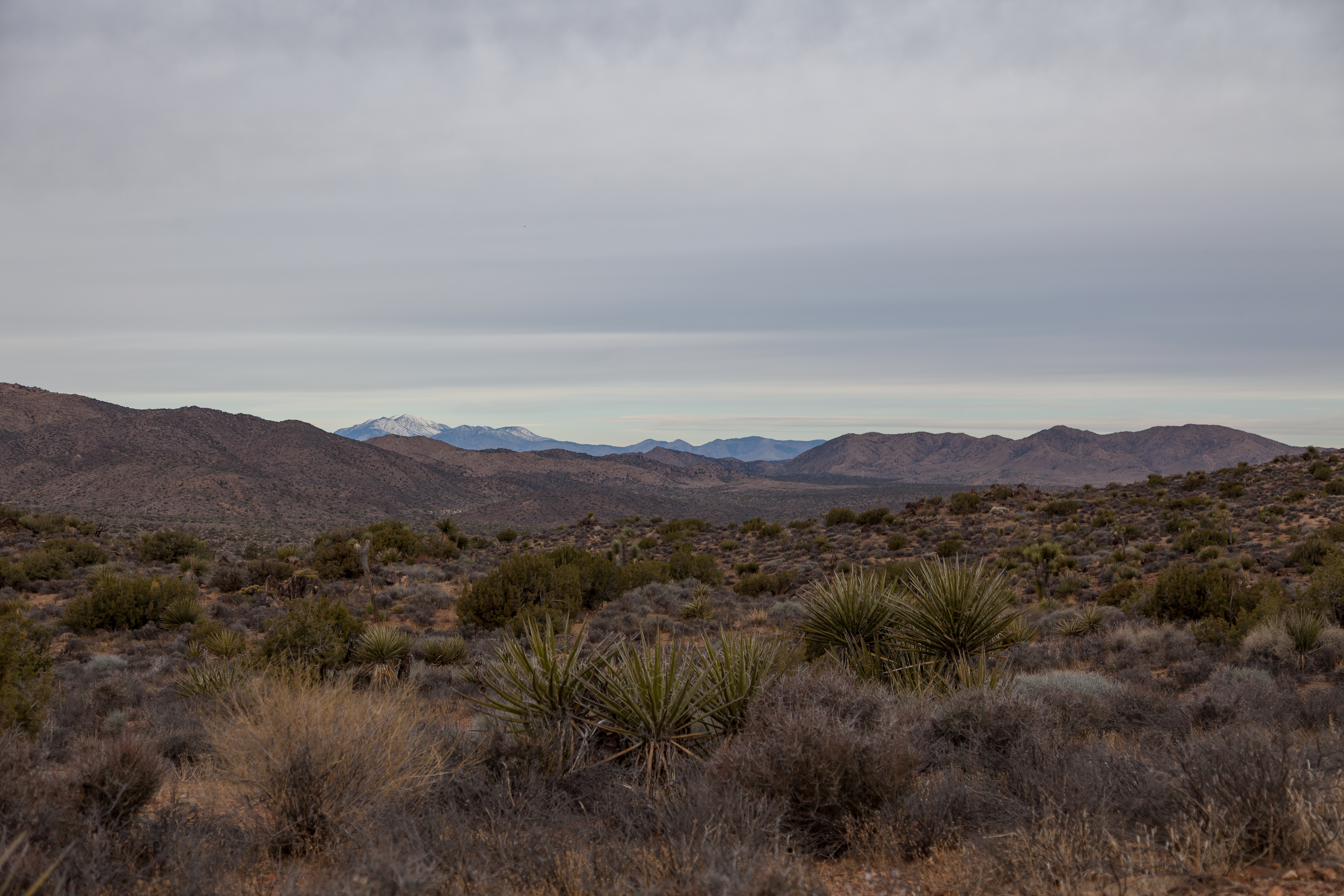 a trail in Joshua Tree National Park