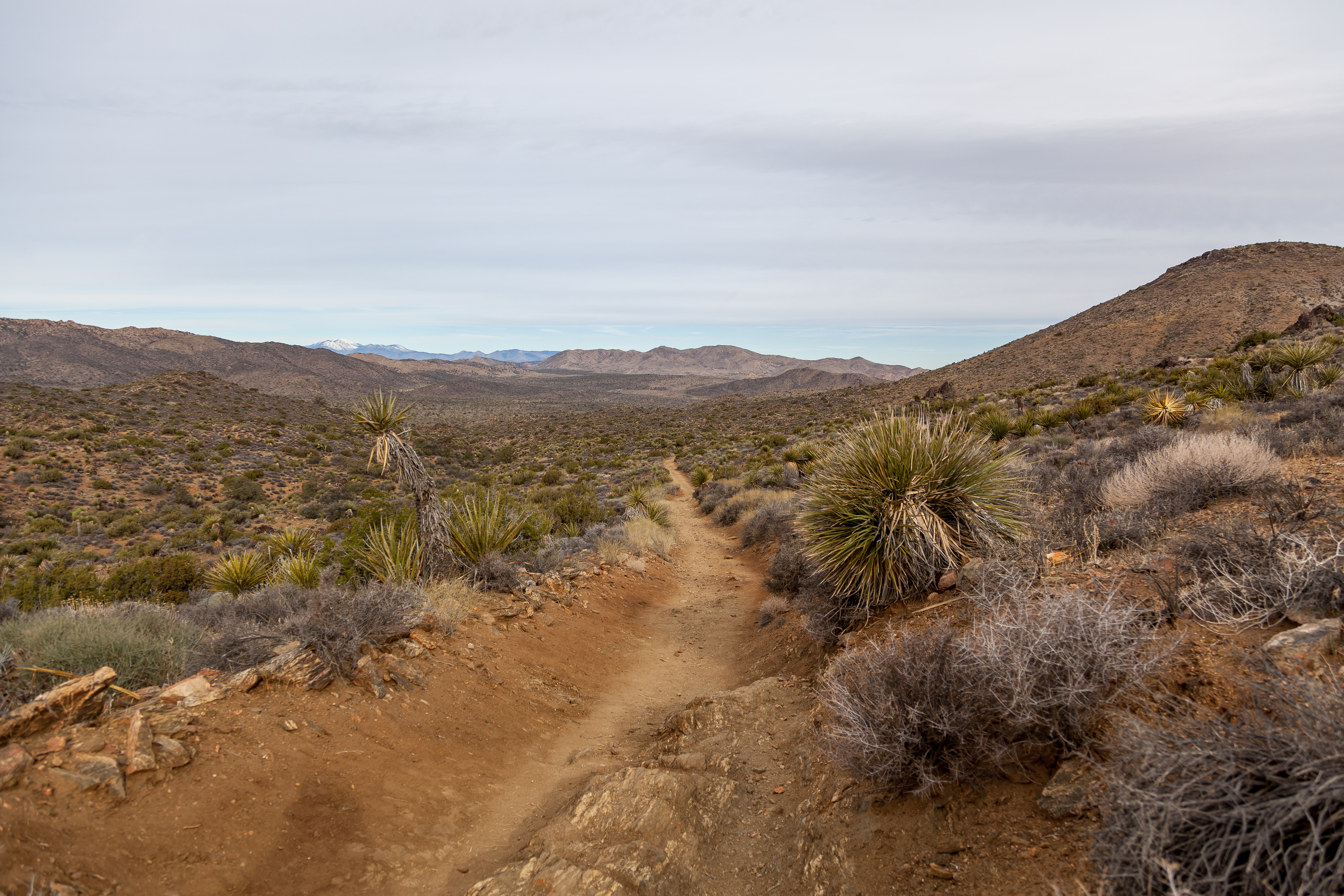 another trail in Joshua Tree National Park