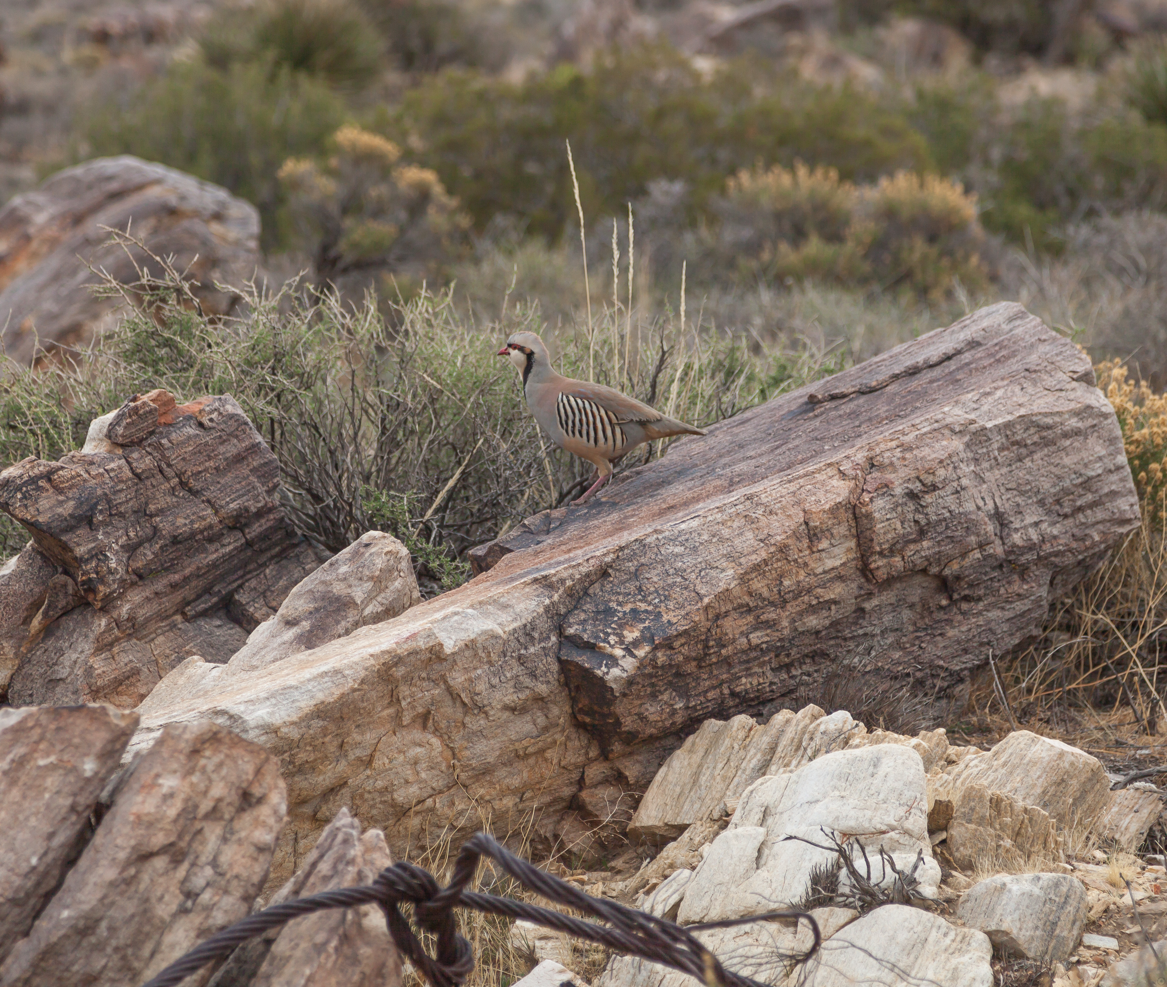 a quail in Joshua Tree National Parl
