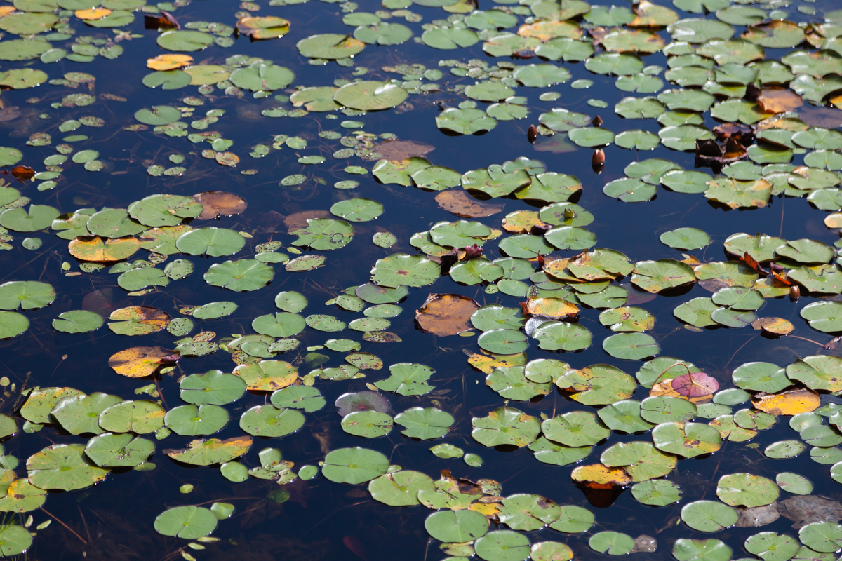 some waterlilies in Acadia National Park